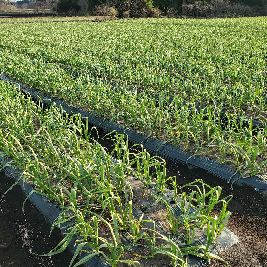 令和5年度　青森県産　300g　にんにく 食品/飲料/酒の食品(野菜)の商品写真