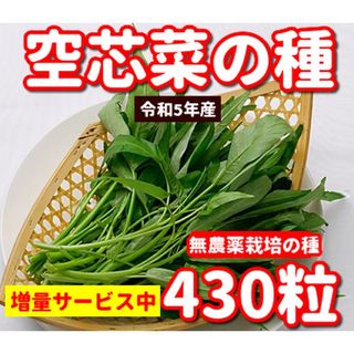 空芯菜種22g【430粒前後】★無農薬栽培の種★ベトナムの栽培方法記載(野菜)