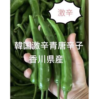 11.無農薬新鮮韓国激辛青唐辛子450g 香川産(野菜)