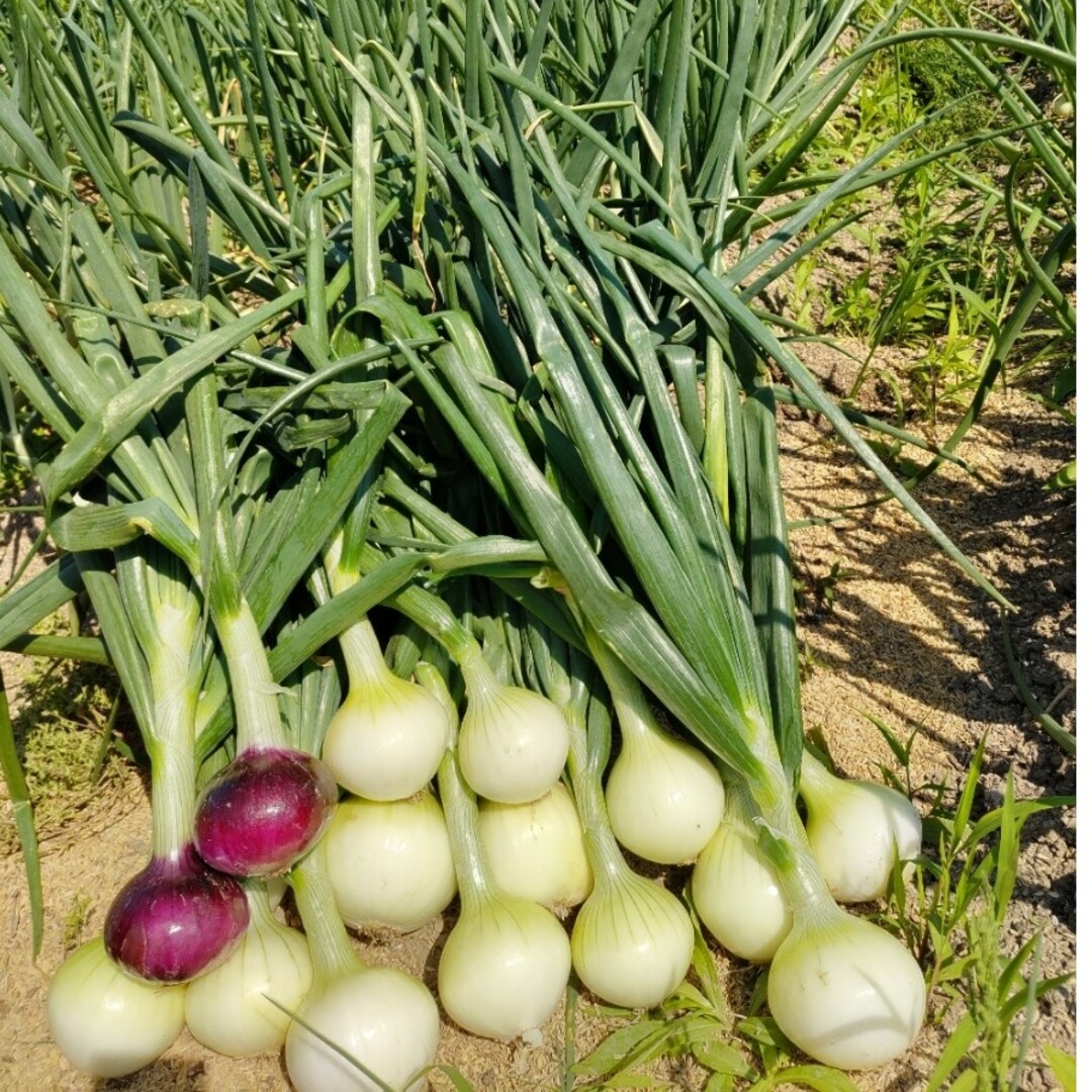 玉ねぎ・20㌔◎無農薬 食品/飲料/酒の食品(野菜)の商品写真