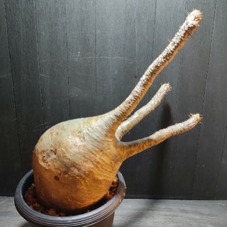 白木/黒塗り 発根済大型ワイルド象牙肌横流し風パキポディウム