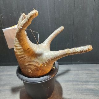 まん丸大株美型パキポディウム グラキリス発根チャレンジ土耕株A1015