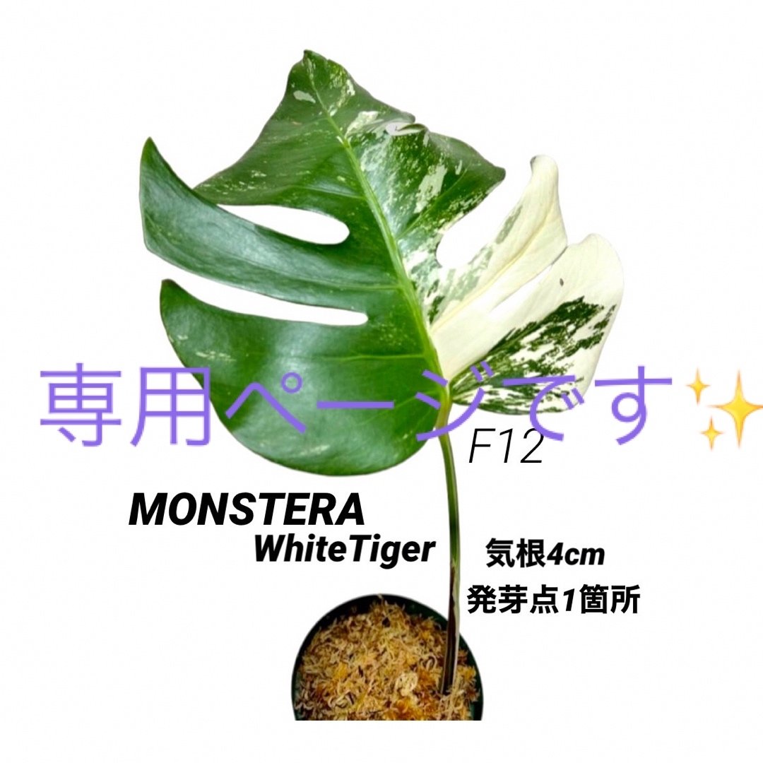 F12【白スポット斑➕ハーフムーン茎♡】斑入りモンステラ ホワイトタイガー