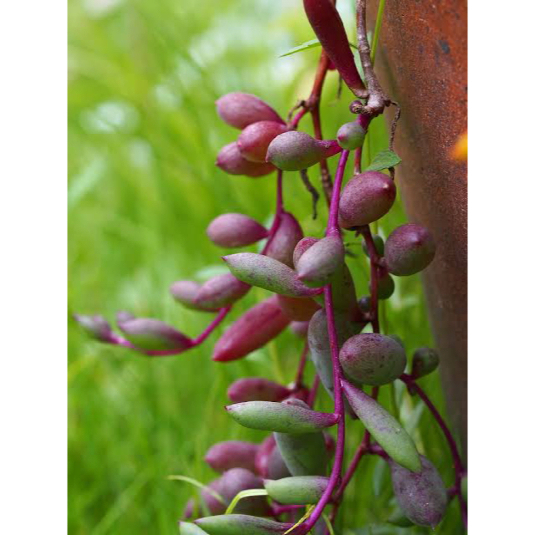紫に紅葉する多肉植物　ルビーネックレス　苗50g 即購入歓迎 ハンドメイドのフラワー/ガーデン(その他)の商品写真