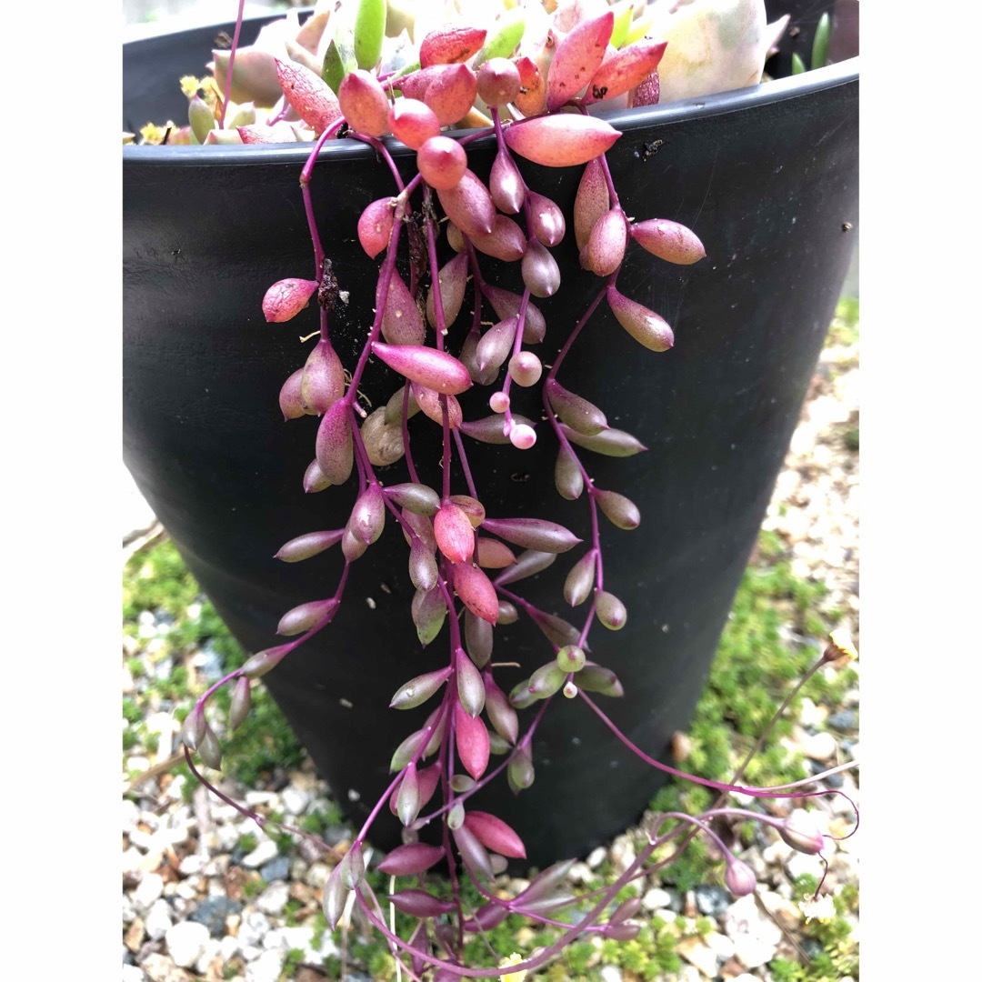 紫に紅葉する多肉植物　ルビーネックレス　苗50g 即購入歓迎 ハンドメイドのフラワー/ガーデン(その他)の商品写真