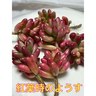 ピンクに紅葉する多肉植物　オーロラカット苗　7つ　即購入歓迎(その他)