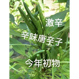 20.辛味唐辛子 25本 無農薬生青トウガラシ 鷹の爪　初収穫(野菜)