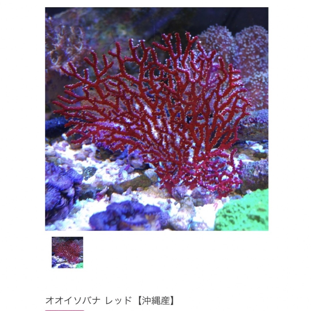 SV天然珊瑚ペンダント　30mm. 組紐ネックレス付き 6