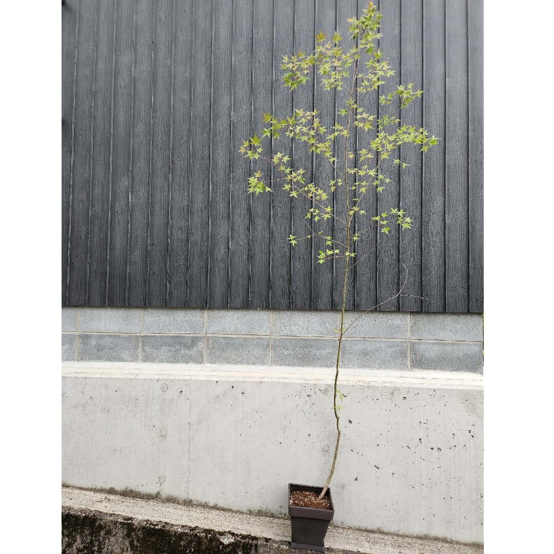 山紅葉　モミジ　イロハモミジ　山紅葉　イロハモミジ　苗木　雑木　枝物エコポット付