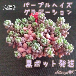 大盛りパープルヘイズグラデーション 1個 ポット発送  多肉植物 セダム(その他)