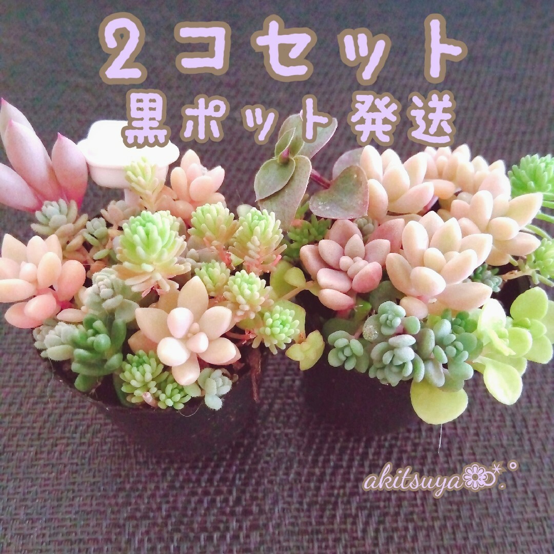 ポットごと2コセット多肉植物 寄せ植え姫秀麗 だるま秀麗 セダム ...