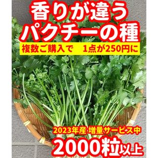 パクチー種22g【2000粒以上】★令和5年産・香りが違う(野菜)