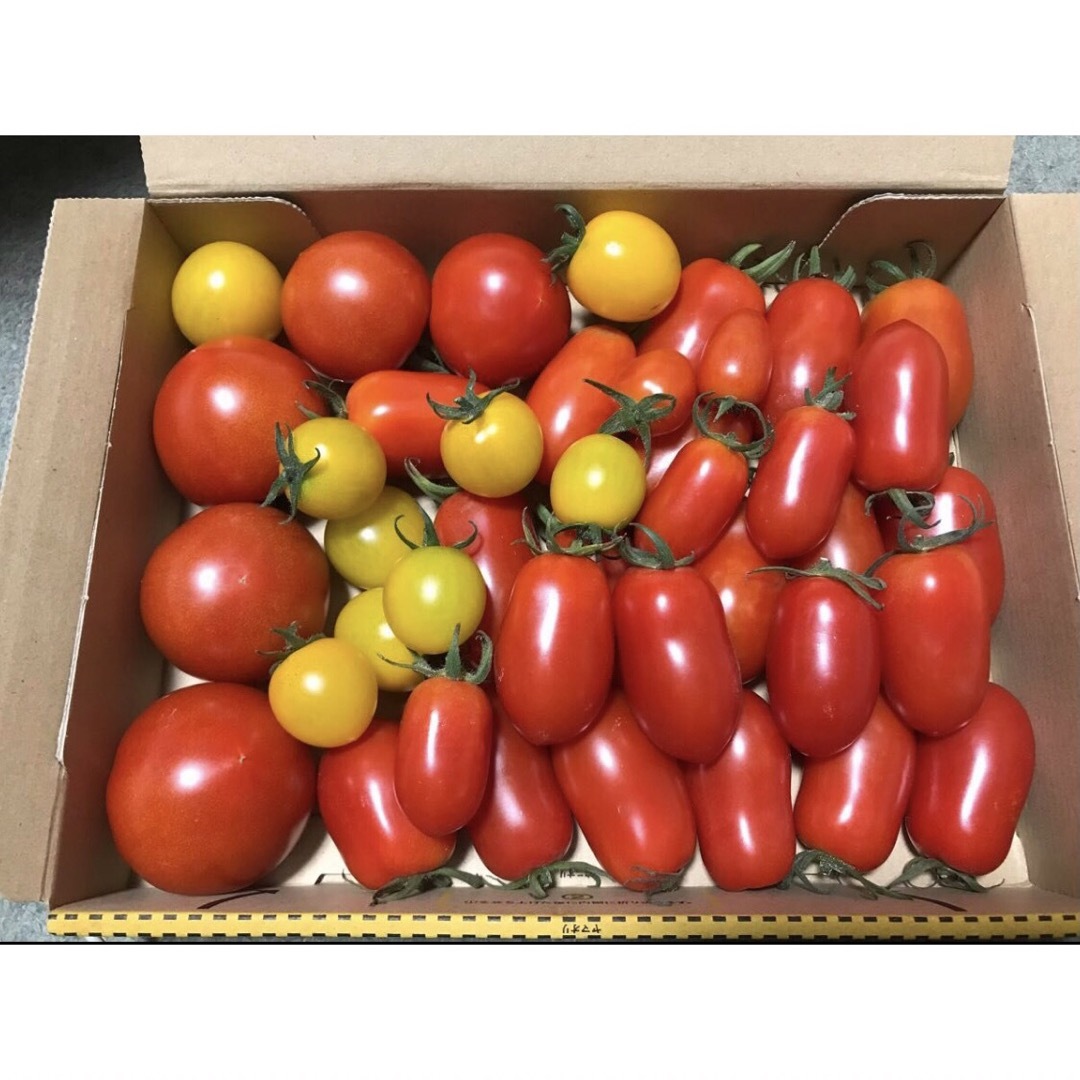 トマト　アイコ　野菜　アイさま　イエロー　4kg　フルティカ