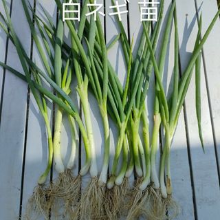 白ネギ 苗(野菜)