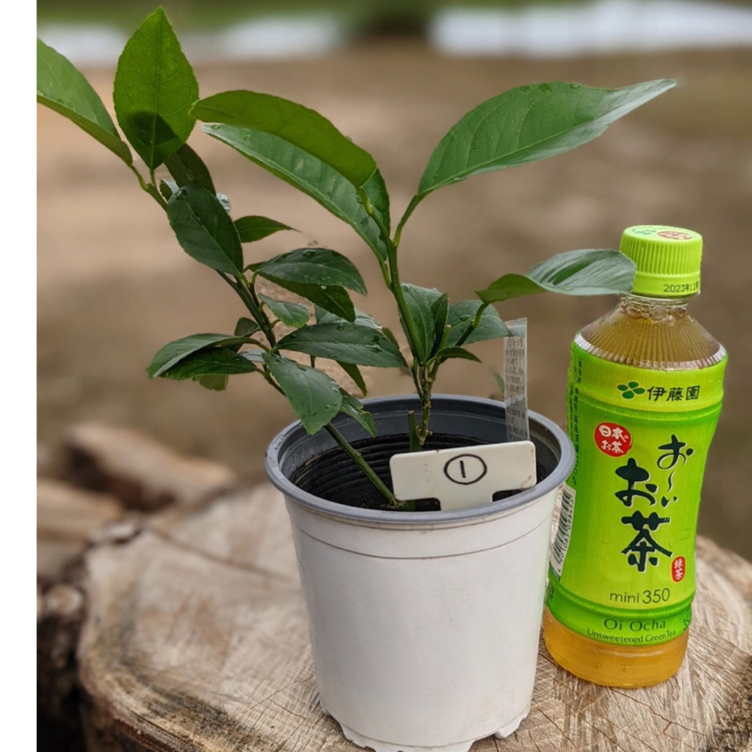 みぃぶー様専用 レモン苗木 れもん 檸檬 サイパンレモン 苗木1株 ①の