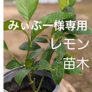 みぃぶー様専用　レモン苗木　れもん　檸檬　サイパンレモン　苗木１株　①(プランター)