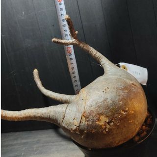 在庫有り お買い得 珍型扁平大株パキポディウム グラキリス発根
