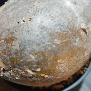 在庫有り お買い得 珍型扁平大株パキポディウム グラキリス発根