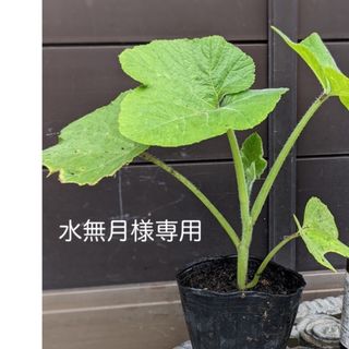 水無月様専用　ズッキーニのようなカボチャ　１苗　(朝鮮カボチャ・韓国カボチャ)(野菜)