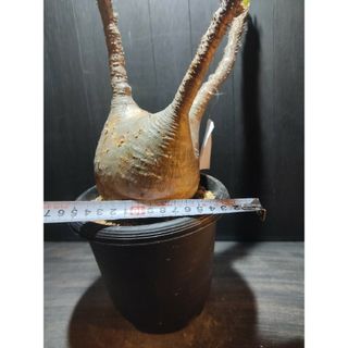 売切り特価 ぷっくりまん丸大株パキポディウム グラキリス発根