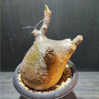 2022SUMMER/AUTUMN新作 子豚型?可愛いフォルムのパキポディウム