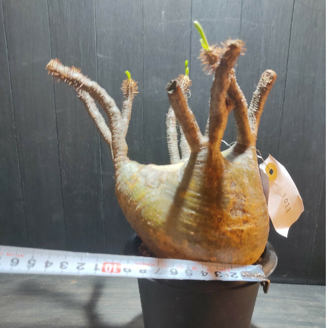 レビュー投稿で選べる特典 多枝ワイルドフォルムのパキポディウム