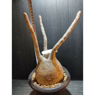 ダイゾー ナチュラル 美形小型まん丸フォルムのパキポディウム