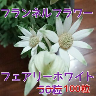 フランネルフラワー フェアリーホワイト 種 100粒(その他)