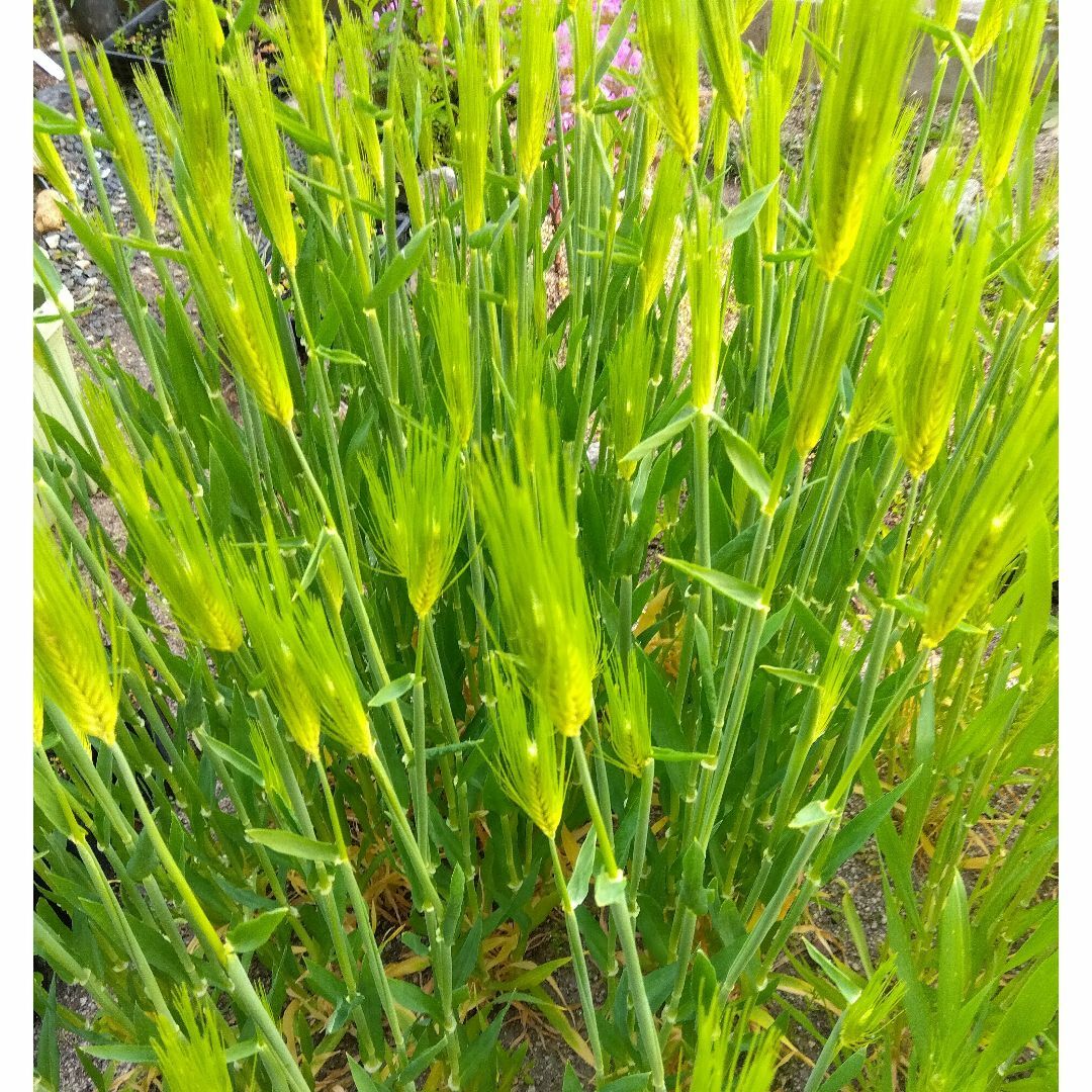 大麦種子 10g 300粒+ 2023年採種 無農薬 ハンドメイドのフラワー/ガーデン(その他)の商品写真