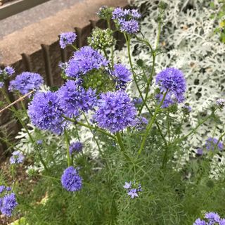 ギリア　レプタンサブルー　花の種100粒(その他)