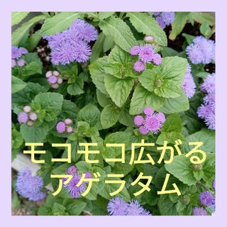 お花の苗*モコモコ広がる矮性アゲラタム‥*(その他)