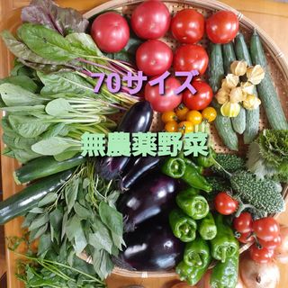 無農薬野菜　70サイズ　常温発送(野菜)