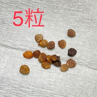 Adenia glauca アデニア グラウカ 種子5粒 発芽確認済み！の通販 by ...