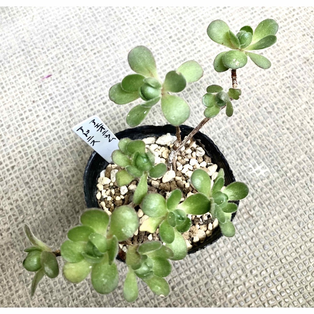 多肉植物 アエオニウム アドニス 1ポット抜き苗の通販 by キキ 多肉植物 アエオニウム アドニス 1ポット抜き苗の通販 by キキ