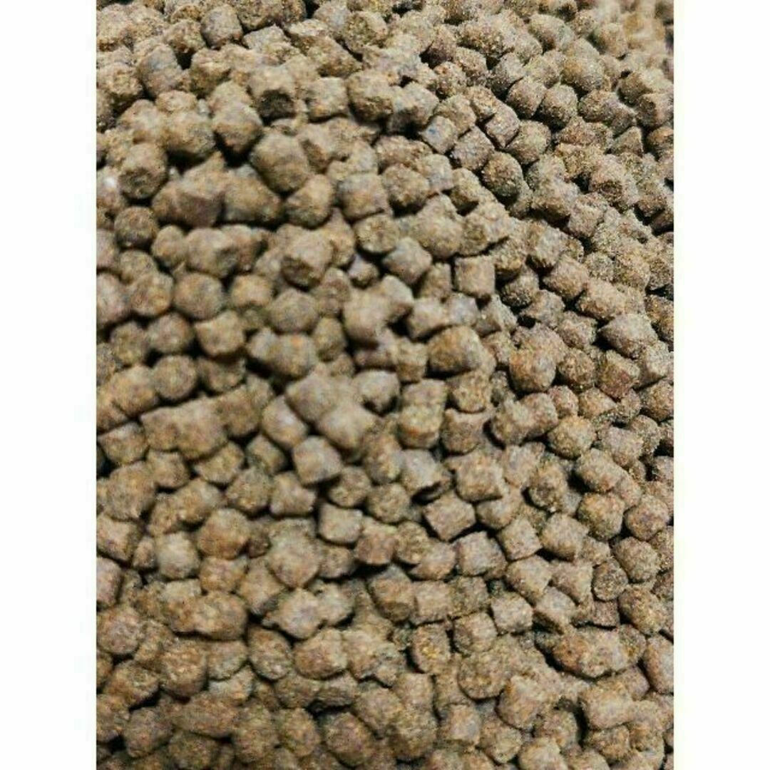 熱帯魚のごはん おとひめS2 100g アクアリウム 金魚 グッピー ベタ 通販 高栄養飼料 おとひめS2 1kg アクアリウム 熱帯魚 グッピー 金魚 ベタ