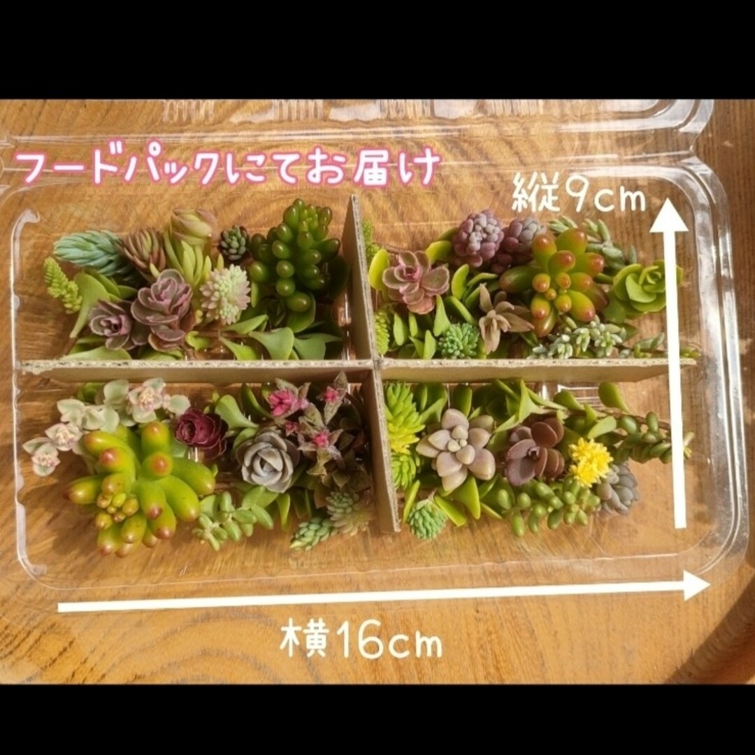 1　多肉植物 カット苗 詰め合わせ ハンドメイドのフラワー/ガーデン(その他)の商品写真