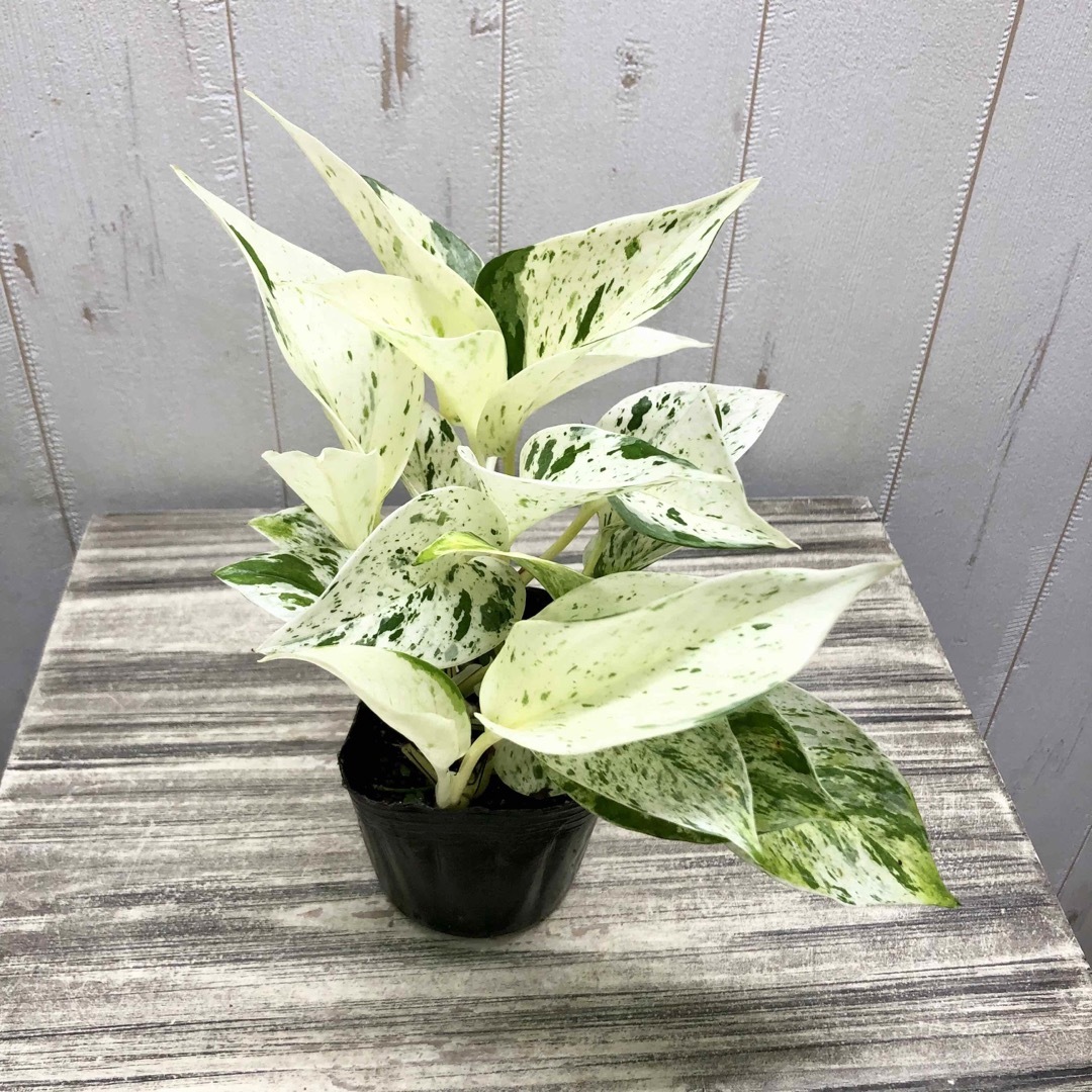 美株♡ 希少 株立ち ポトス マーブル 3号苗の通販 by PLANTS SHOP |ラクマ