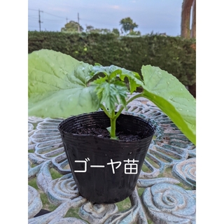 ゴーヤ苗　ニガウリ　苦瓜　野菜苗　2苗セット(野菜)