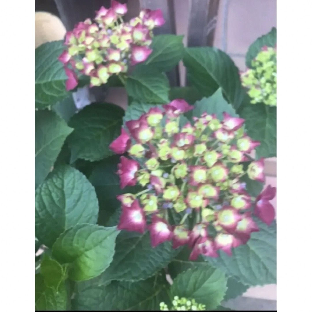 挿し穂(ᵔᴥᵔ)♡アンティークな紫陽花♡素敵なお庭♡-eastgate.mk