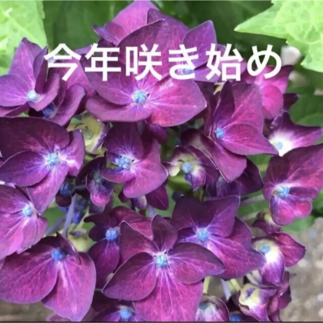 挿し穂(ᵔᴥᵔ)♡アンティークな紫陽花♡素敵なお庭♡-eastgate.mk