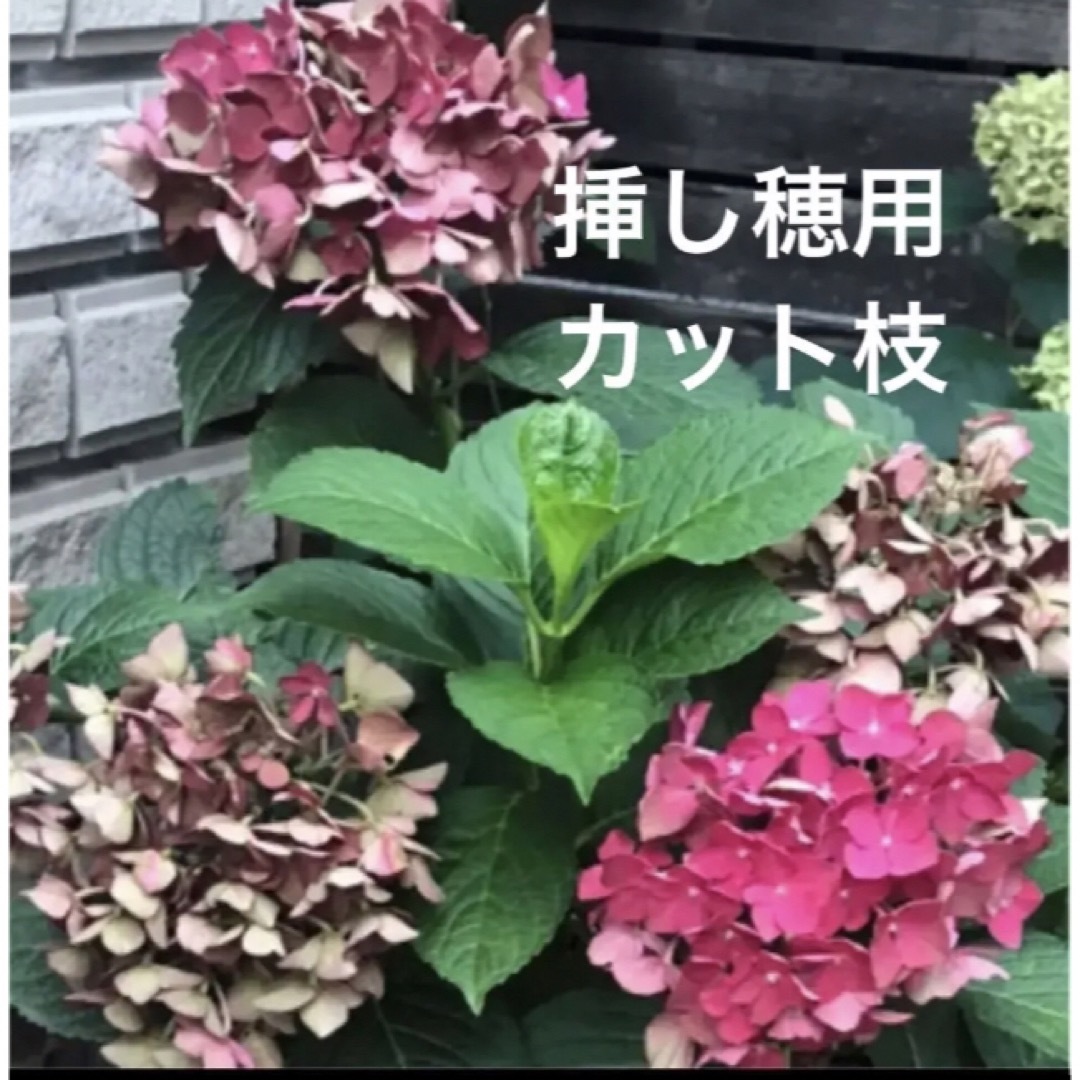 挿し穂(ᵔᴥᵔ)♡アンティークな紫陽花♡素敵なお庭♡-eastgate.mk