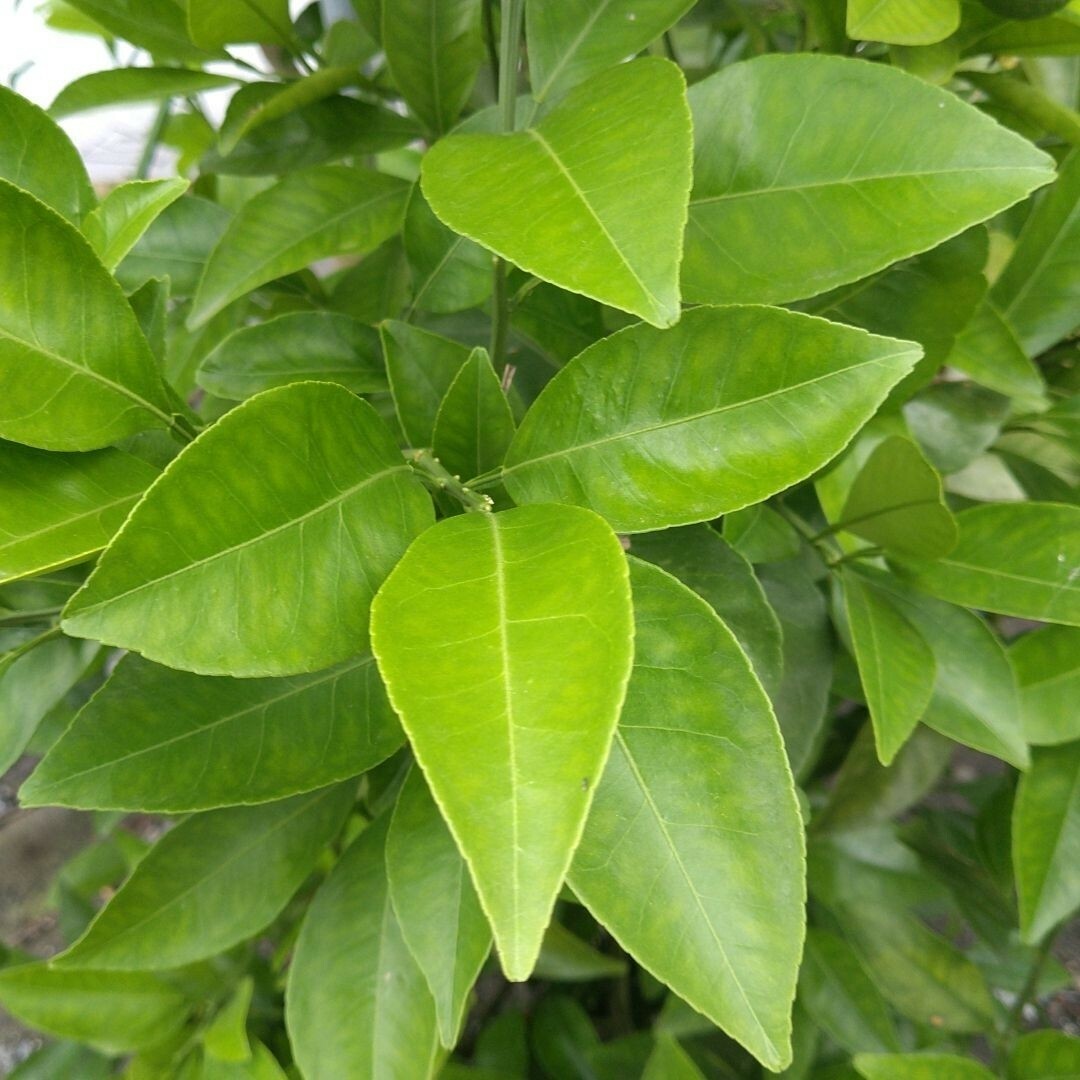 甘夏 葉っぱ 枝付き アゲハ蝶 餌 無農薬 柑橘