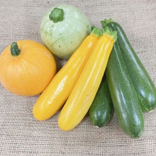 愛知県産無農薬　彩り豊かズッキーニ　箱込み約2キロ(野菜)