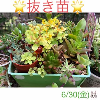 多肉植物❤︎寄せ植え❤︎抜き苗♪(その他)