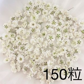 ホワイト かすみ草ドライフラワー 150粒(ドライフラワー)