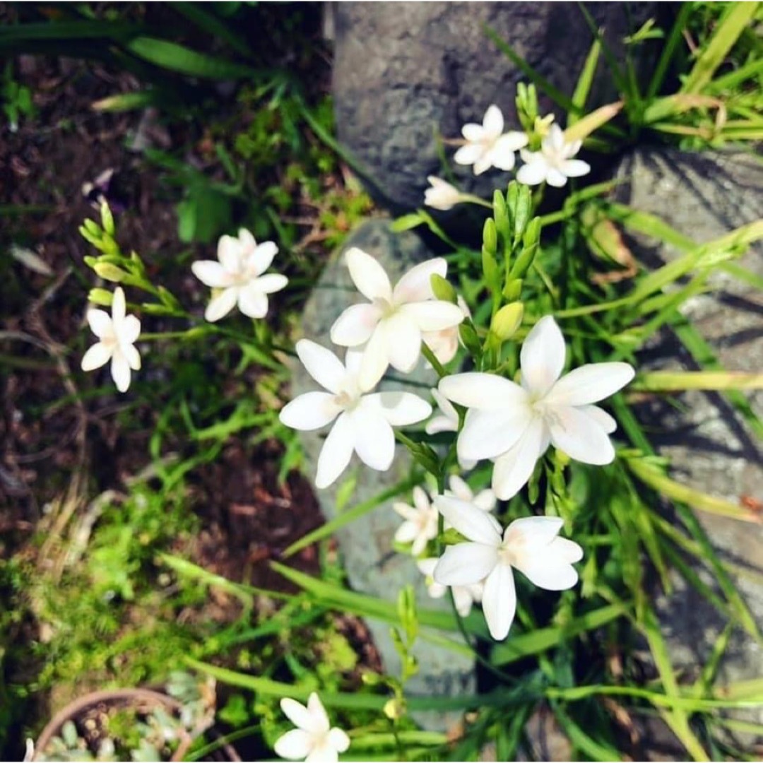 秋まき　ヒメヒオウギ白花(アルバ)の種　30粒 ハンドメイドのフラワー/ガーデン(その他)の商品写真