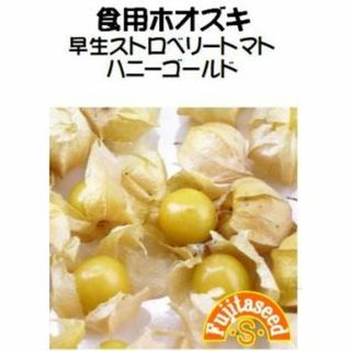 ＜野菜の種＞食用ほおずき　ハニーゴールド　３０粒　早生ほうずき(プランター)