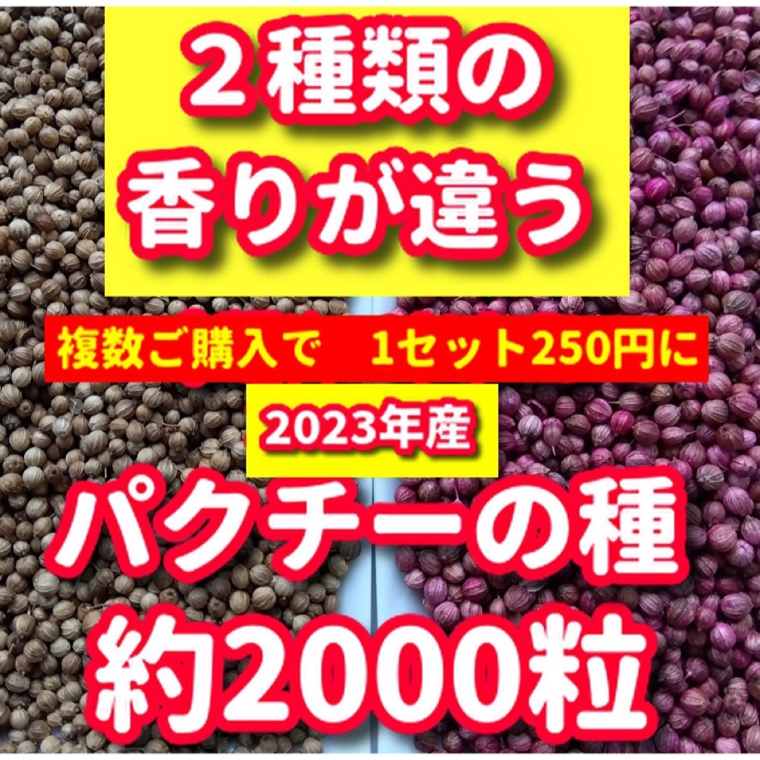 パクチー種・各種10g【合計約2000粒】★違いを楽しむ・令和5年産 食品/飲料/酒の食品(野菜)の商品写真