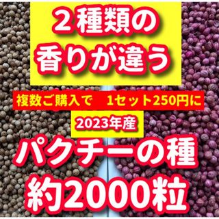 パクチー種・各種10g【合計約2000粒】★違いを楽しむ・令和5年産(野菜)