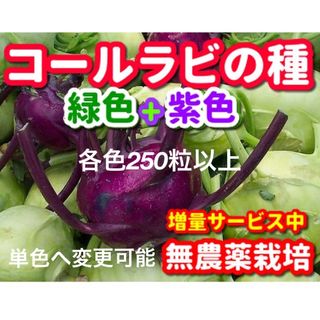 コールラビの種・各250粒以上✦合計500粒以上✦無農薬栽培の種・令和5年産(野菜)